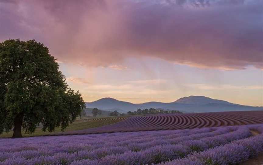 Bridestowe Lavender Estate, Nabowla, TAS