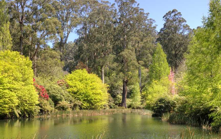 Dandenong Ranges Botanic Garden, Olinda, VIC