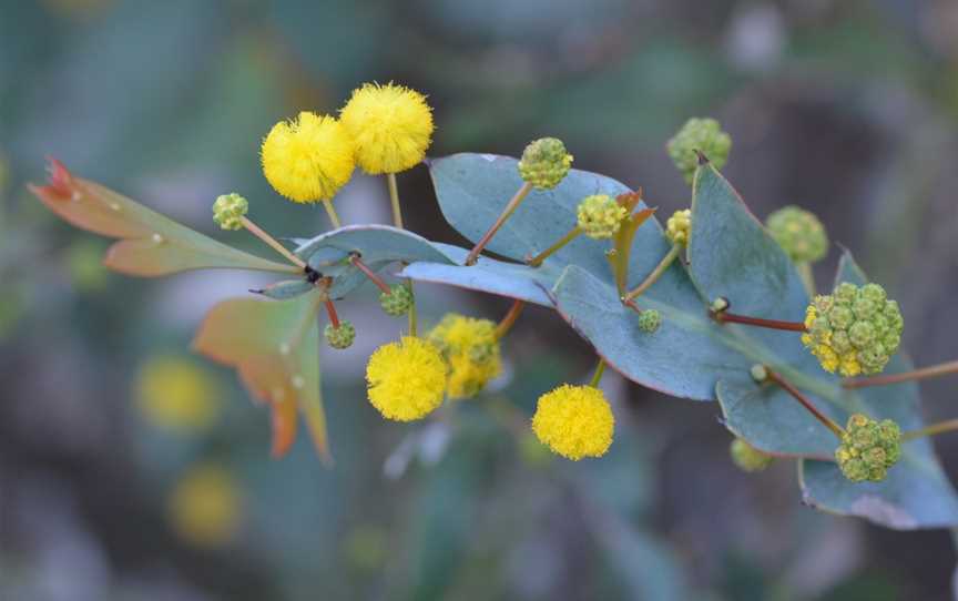 Kings Park and Botanic Garden, Perth, WA