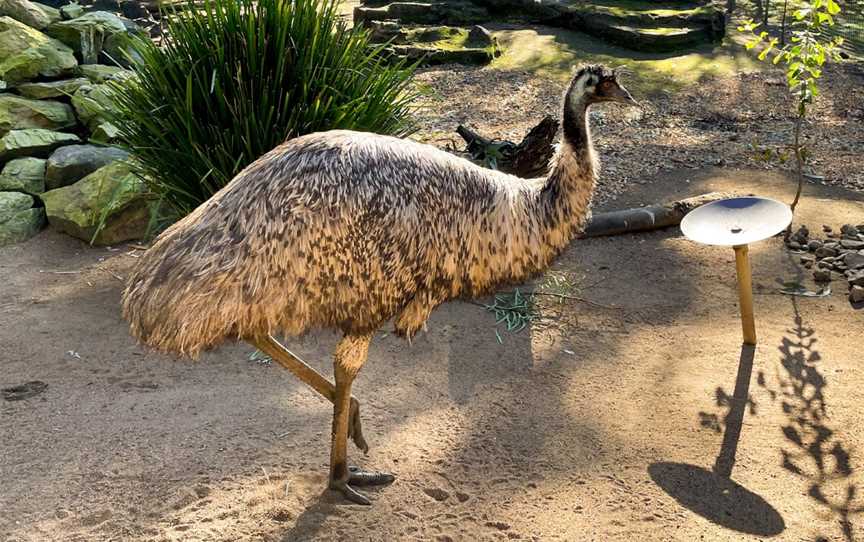 Featherdale Sydney Wildlife Park, Doonside, NSW