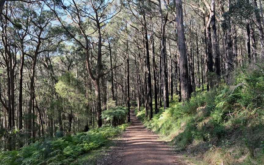 Dandenong Ranges National Park, Tremont, VIC