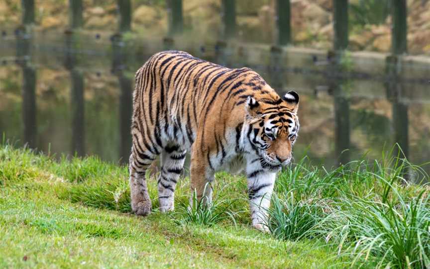 Sydney Zoo, Bungarribee, NSW