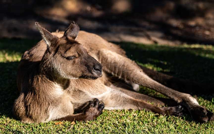 Australian Reptile Park, Somersby, NSW