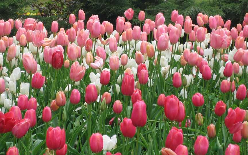 Araluen Botanic Park, Attractions in Roleystone