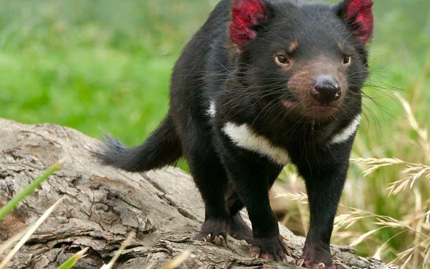 Bonorong Wildlife Sanctuary, Brighton, TAS