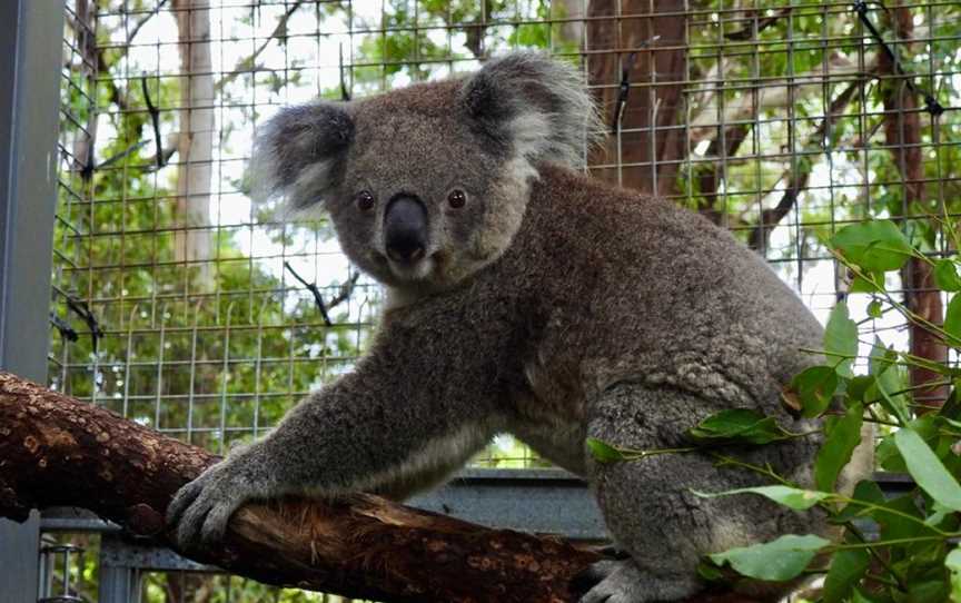 Koala Hospital, Port Macquarie, NSW