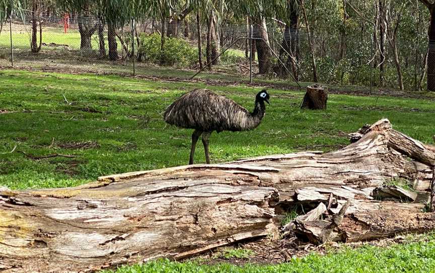 Cleland Wildlife Park, Crafers, SA