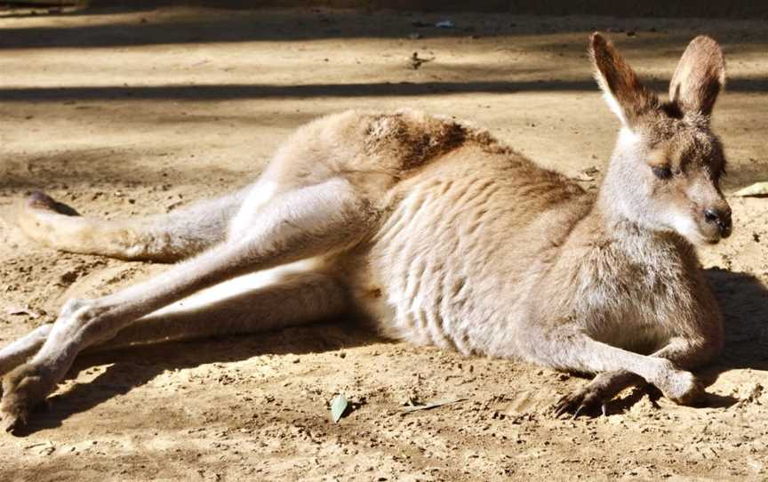 Koala Park Sanctuary Sydney, West Pennant Hills, NSW