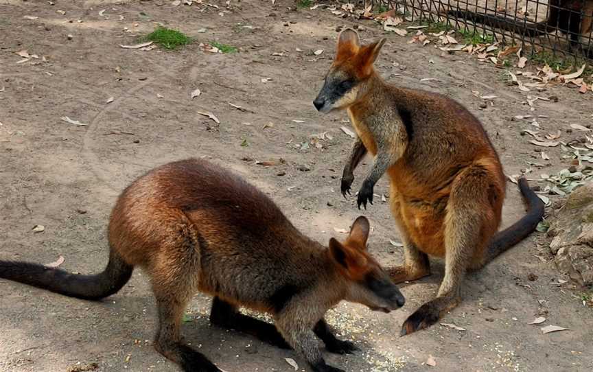 Billabong Zoo: Koala & Wildlife Park, Port Macquarie, NSW