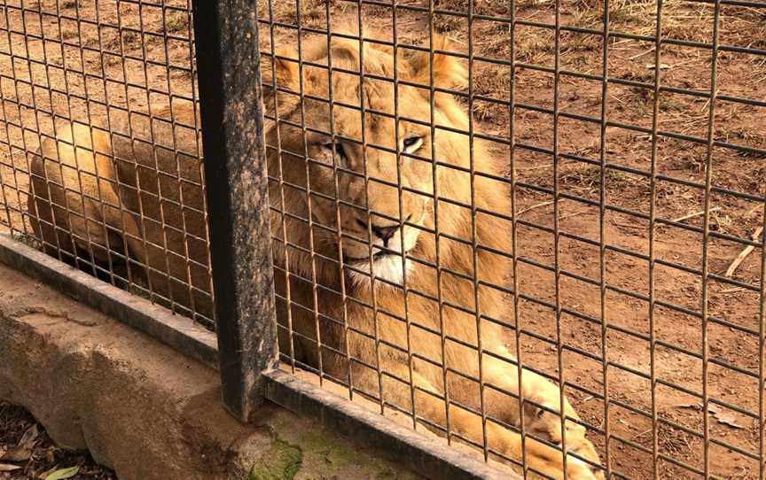 Billabong Zoo: Koala & Wildlife Park, Port Macquarie, NSW