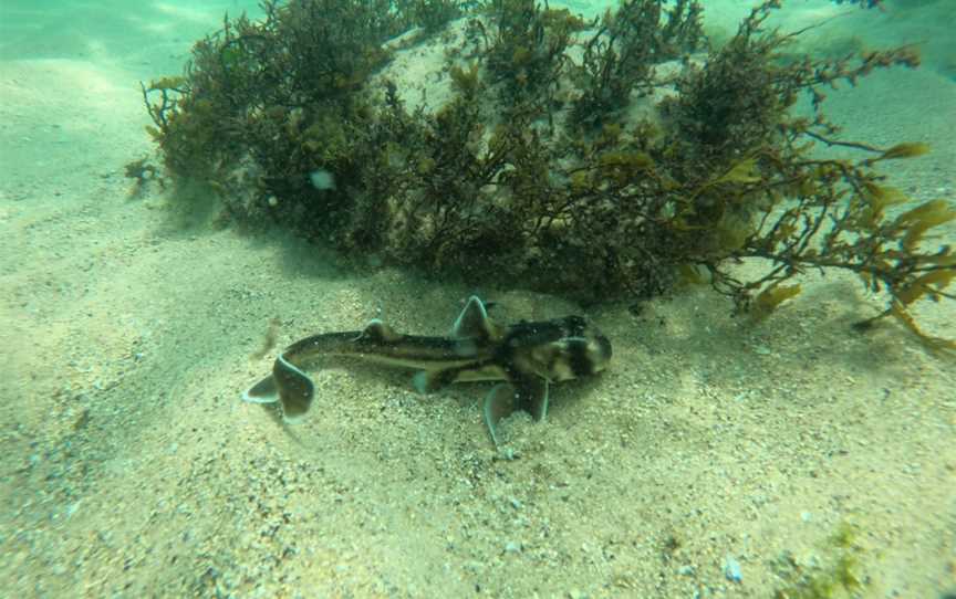 shelly beach, Manly, NSW