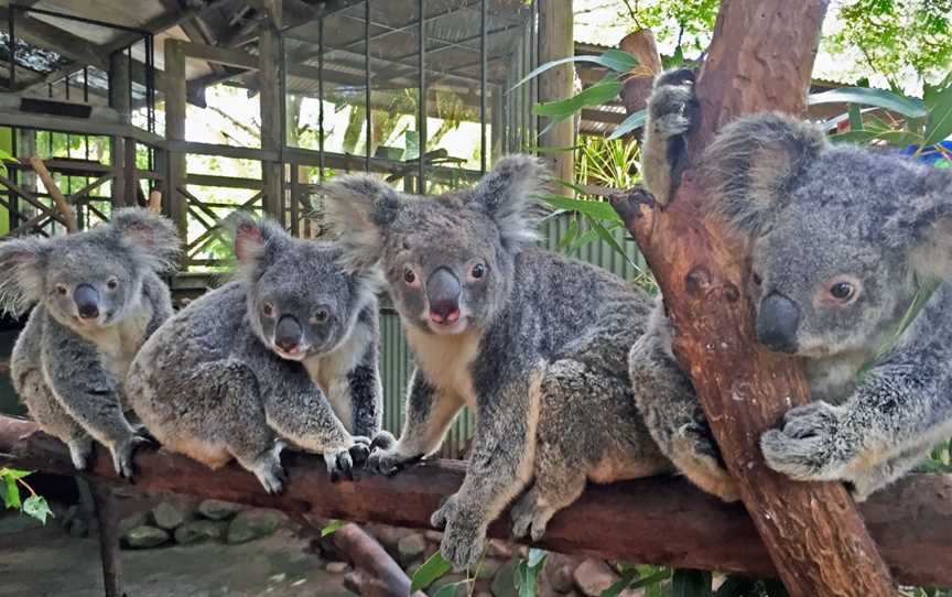 Rainforestation Nature Park, Kuranda, QLD