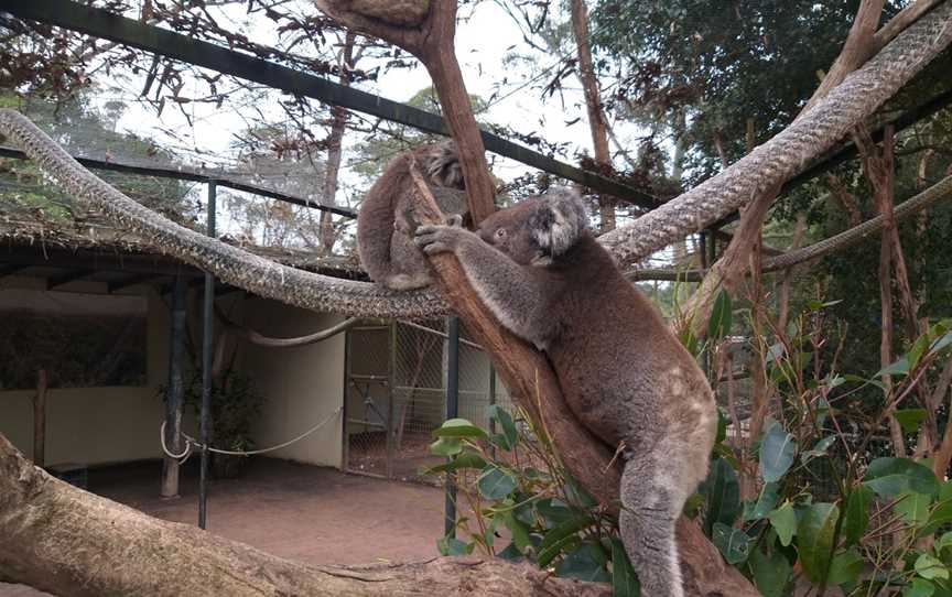 Shoalhaven Zoo And Adventure World, North Nowra, NSW