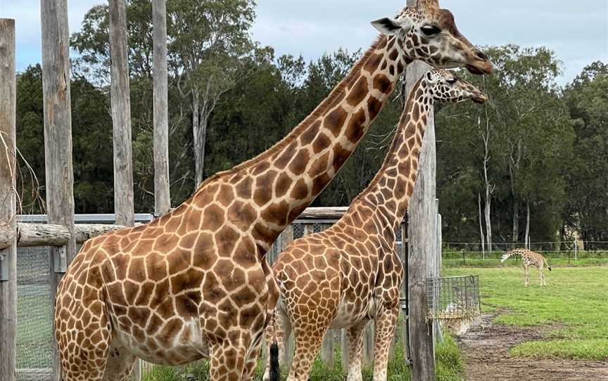 Mogo Wildlife Park, Mogo, NSW