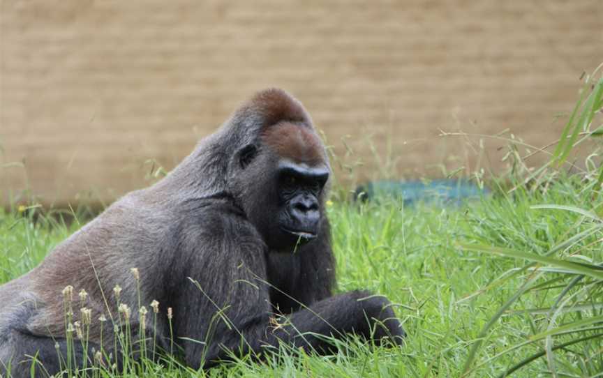 Mogo Wildlife Park, Mogo, NSW