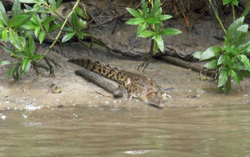 Daintree National Park, Cape Tribulation, QLD