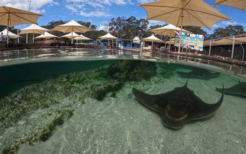 Irukandji Shark & Ray Encounters, Anna Bay, NSW