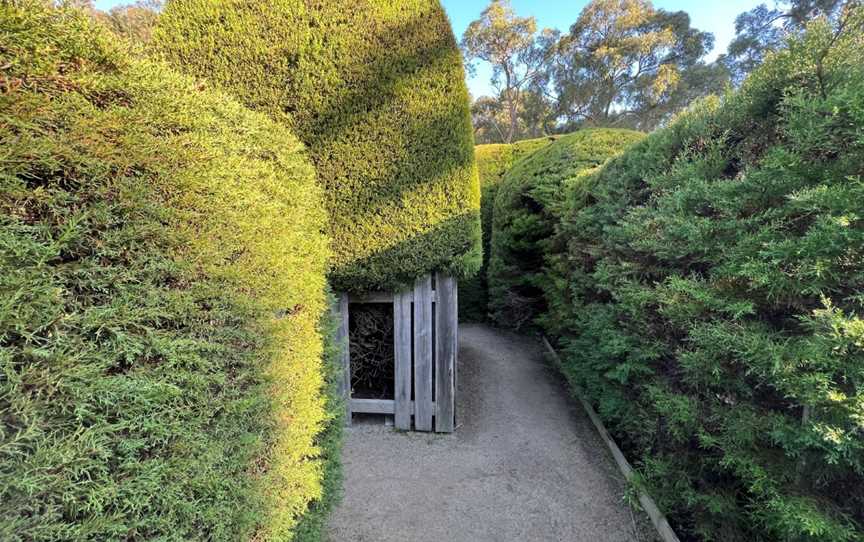 Ashcombe Maze & Lavender Gardens, Shoreham, VIC