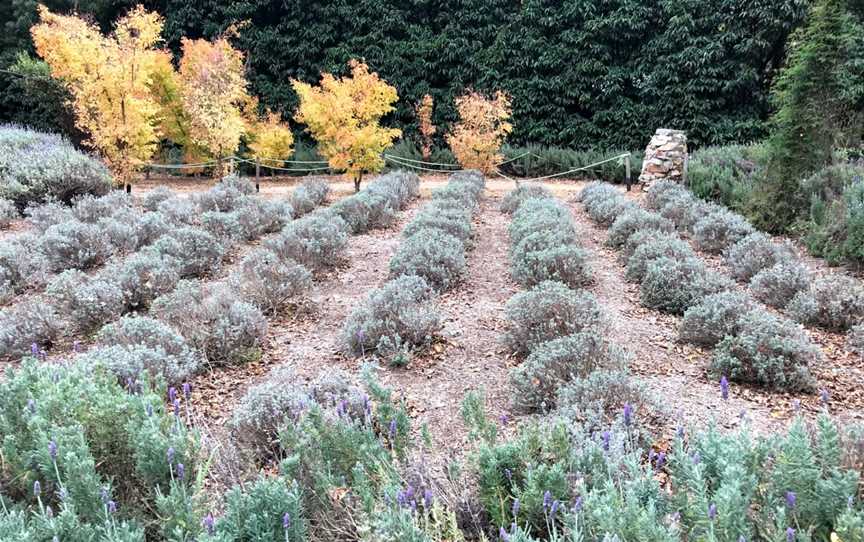 Ashcombe Maze & Lavender Gardens, Shoreham, VIC