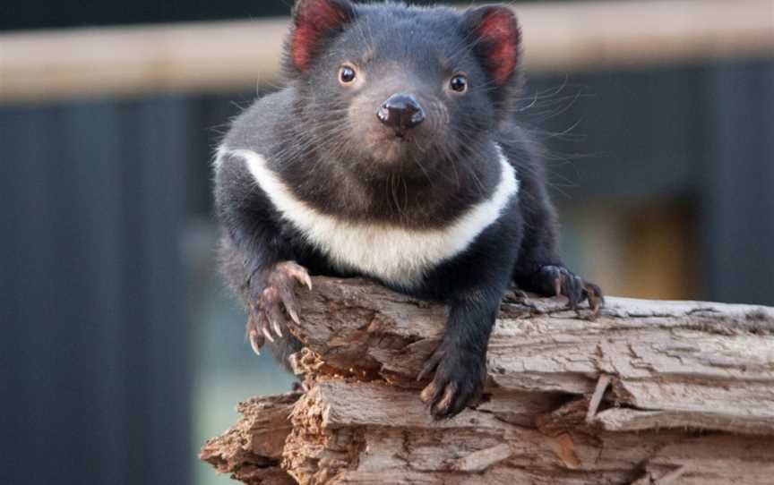 Trowunna Wildlife Sanctuary, Mole Creek, TAS