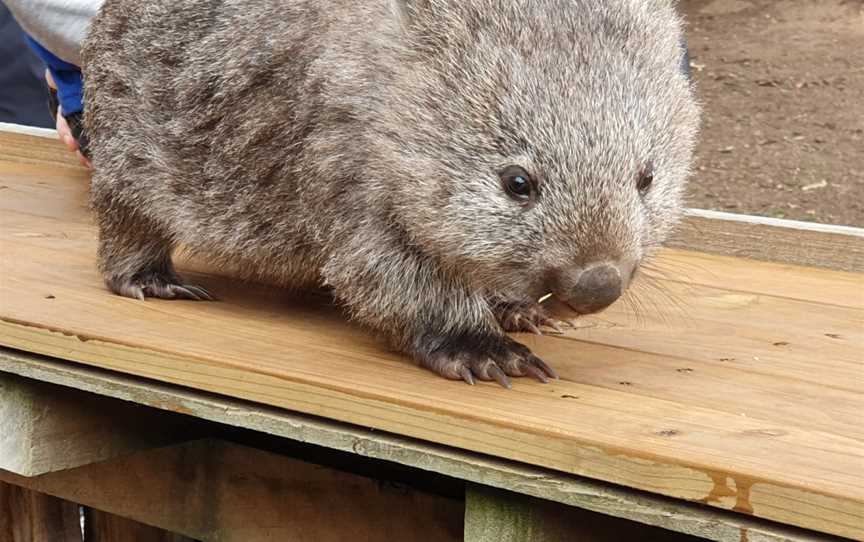 Trowunna Wildlife Sanctuary, Mole Creek, TAS