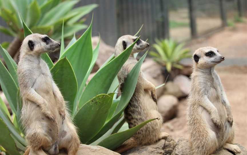 Wildlife HQ, Woombye, QLD