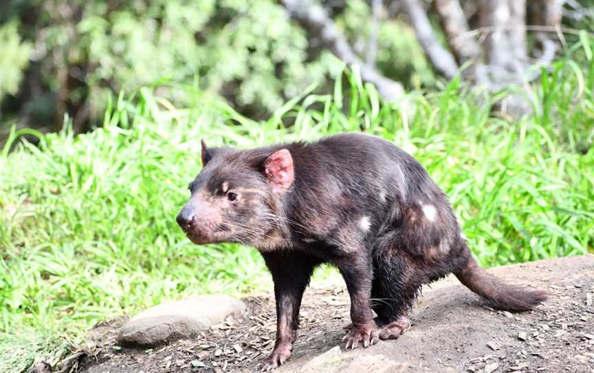 Tasmanian Devil Unzoo, Taranna, TAS