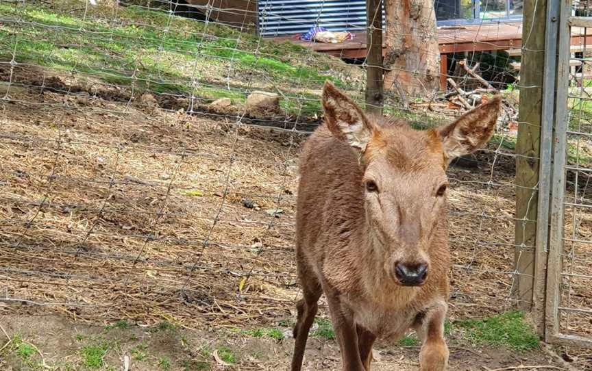 Lyell Deer Sanctuary, Mount Samson, QLD