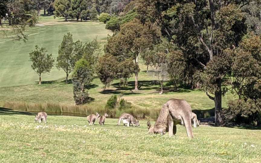 Yarrambat Park Golf Course, Yarrambat, VIC