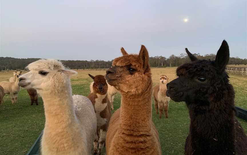 Iris Lodge Alpacas, Jilliby, NSW