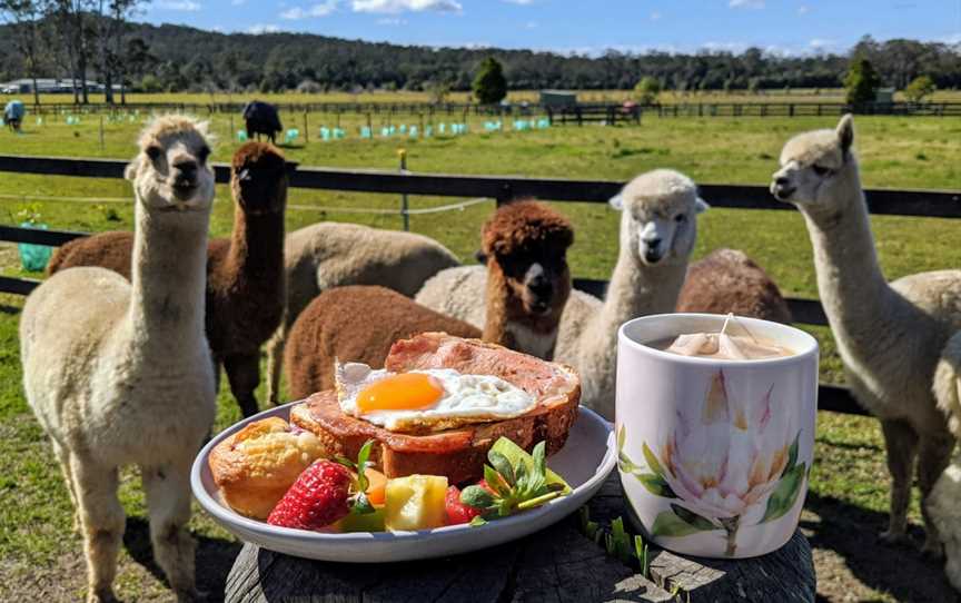 Iris Lodge Alpacas, Jilliby, NSW