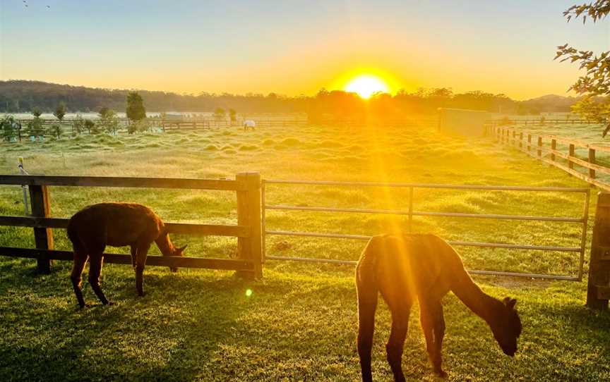 Iris Lodge Alpacas, Jilliby, NSW