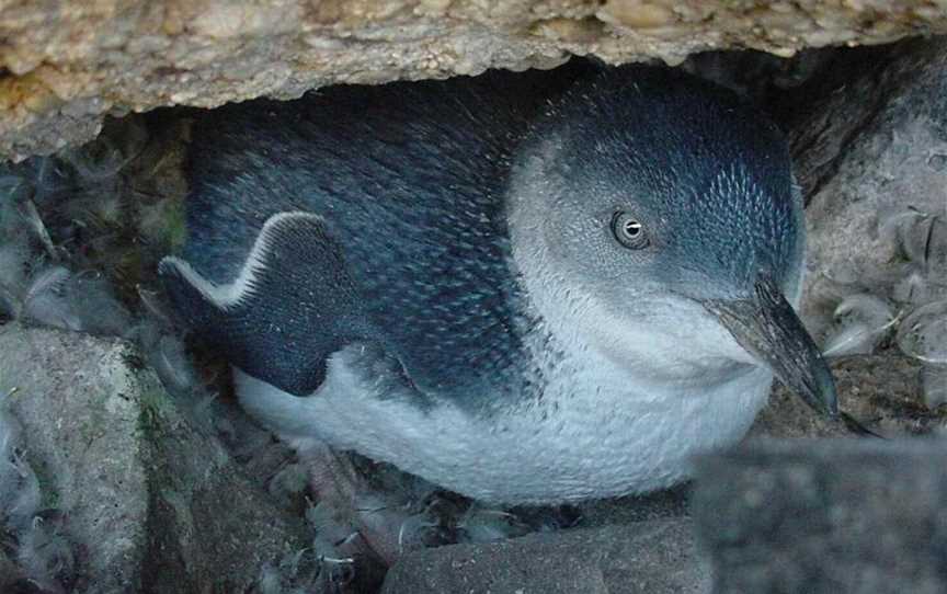 Penguin Observation Centre, Burnie, TAS