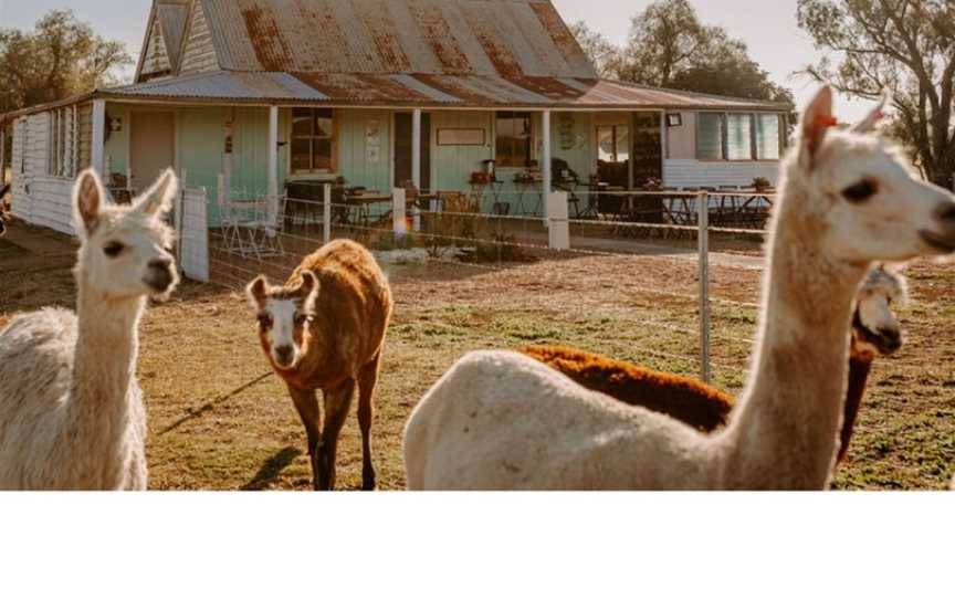 Quentin Park Alpacas & Studio Gallery, Tomingley, NSW