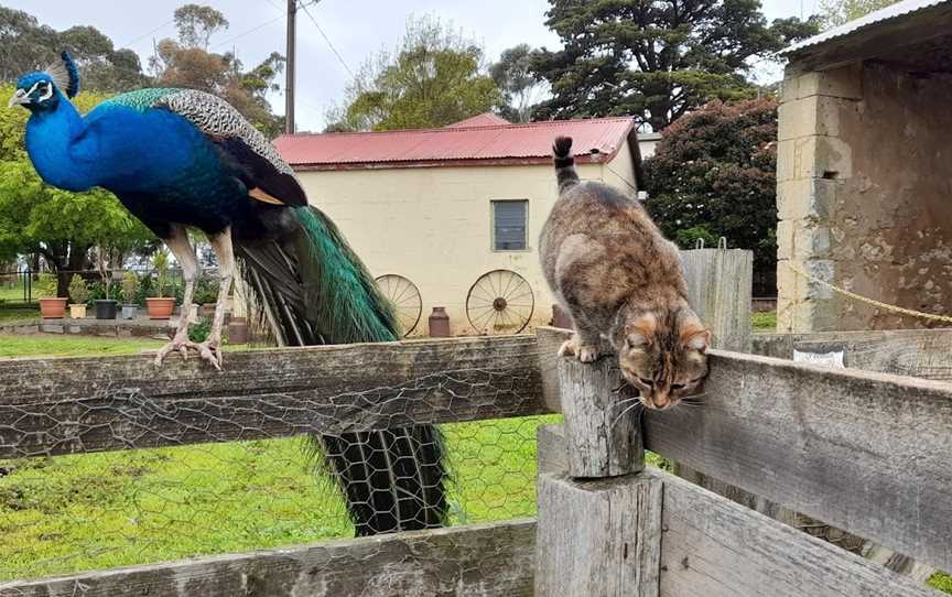 Echo Farm, Mount Gambier, SA