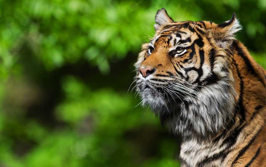 Auckland Zoo, Western Springs, New Zealand