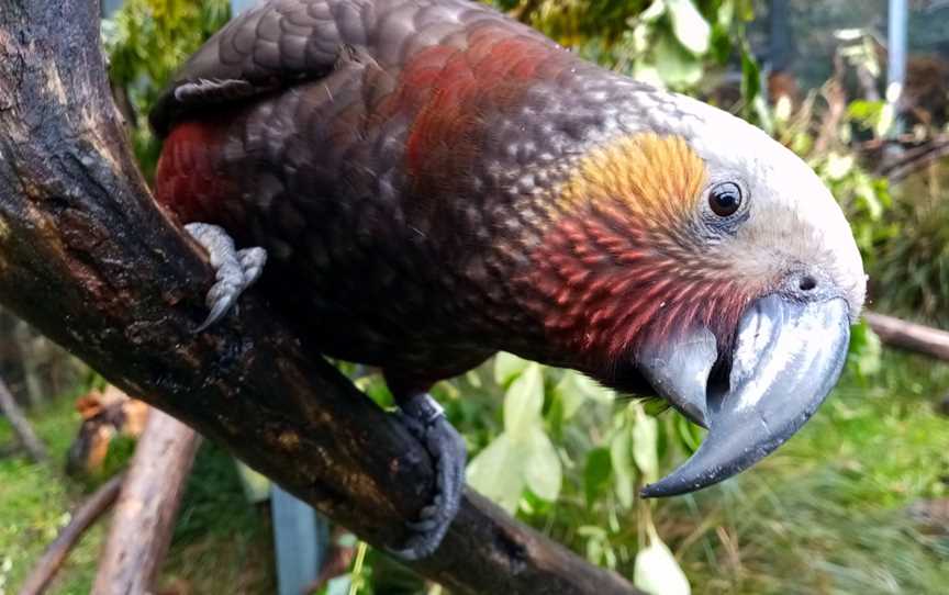 Willowbank Wildlife Reserve, Northwood, New Zealand