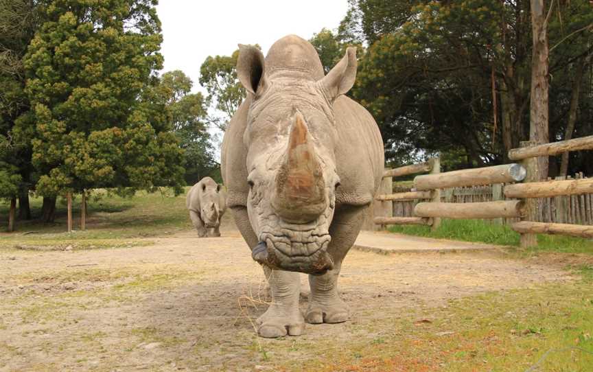 Orana Wildlife Park, Harewood, New Zealand