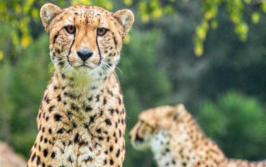 Hamilton Zoo, Baverstock, New Zealand