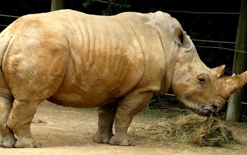 Hamilton Zoo, Baverstock, New Zealand