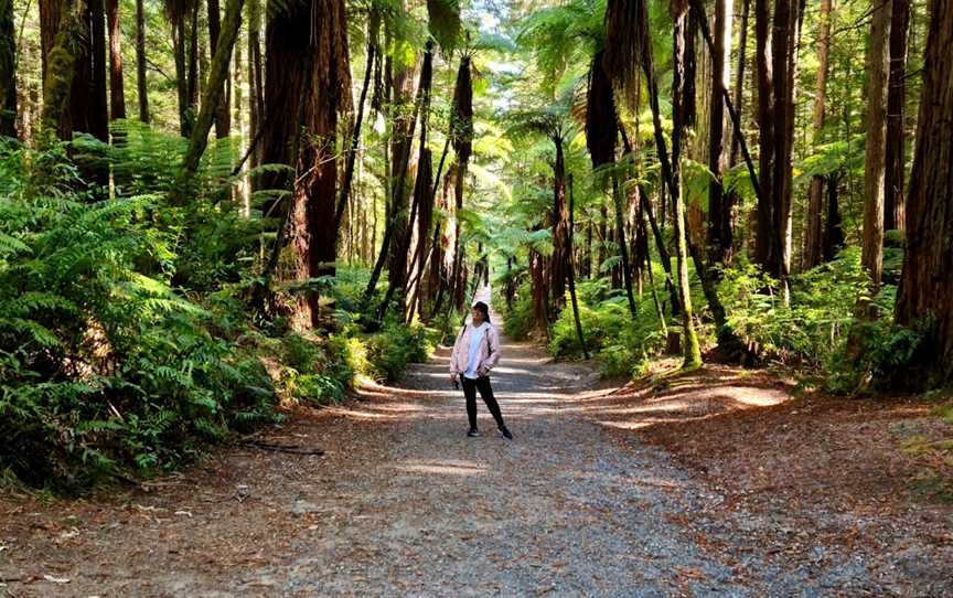 Redwoods – Whakarewarewa Forest, Whakarewarewa, New Zealand