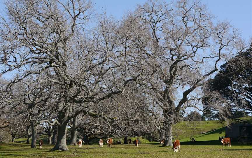 One Tree Hill, One Tree Hill, New Zealand