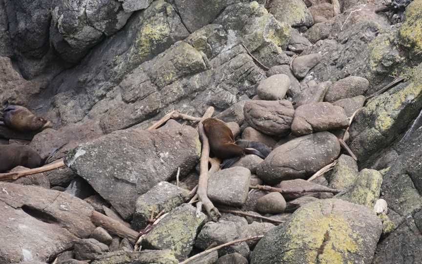 Seal Colony Tauranga Bay, Cape Foulwind, New Zealand