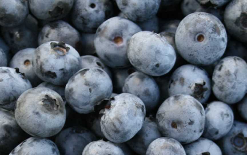 Blueberry Country Ngatea, Ngatea, New Zealand