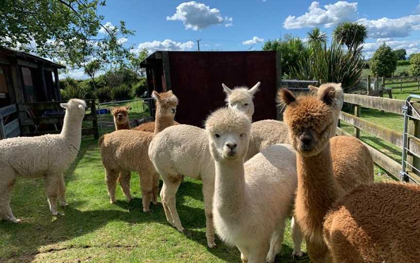 Cornerstone Alpacas Ltd., Gordonton, New Zealand