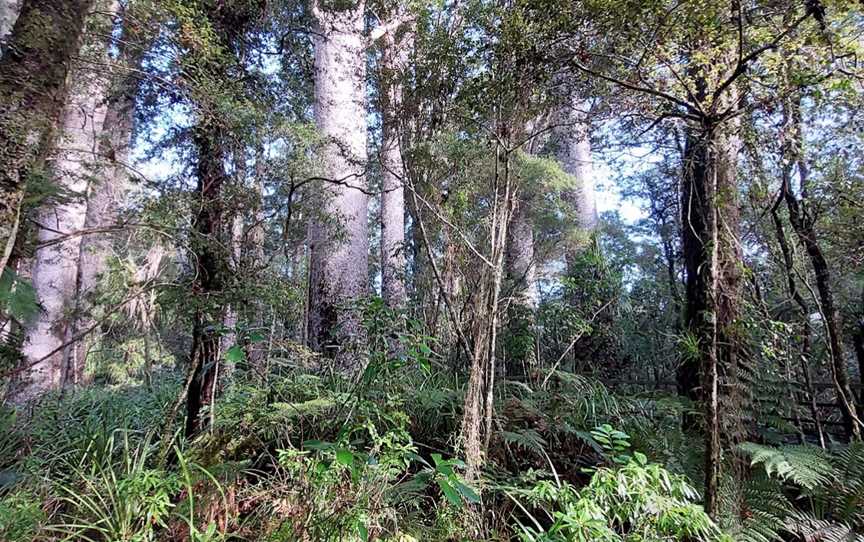 Kauri Walk, Puketi Forest, Okaihau, New Zealand