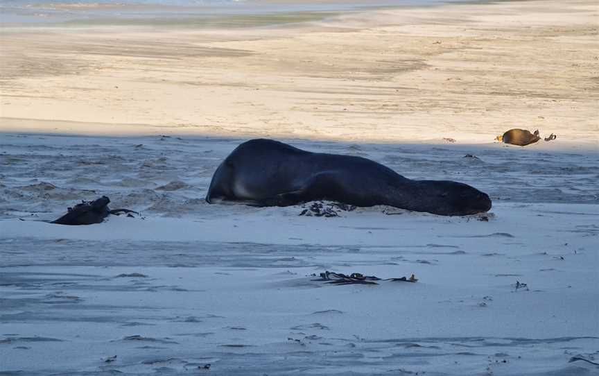 Allans Beach, Portobello, New Zealand