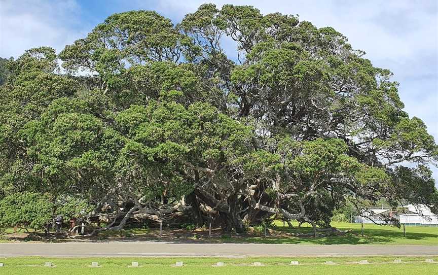 Te Waha O Rerekohu - Oldest Pohutukawa Tree, Te Araroa, New Zealand