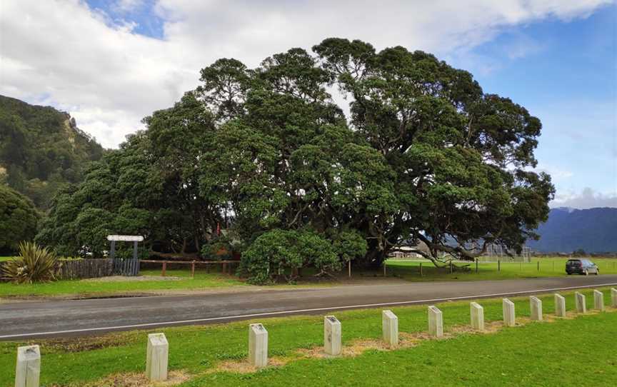 Te Waha O Rerekohu - Oldest Pohutukawa Tree, Te Araroa, New Zealand