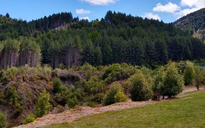 Seven Mile Point Track, Ben Lomond, New Zealand